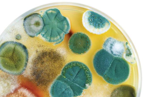 various fungi growing in a petri dish