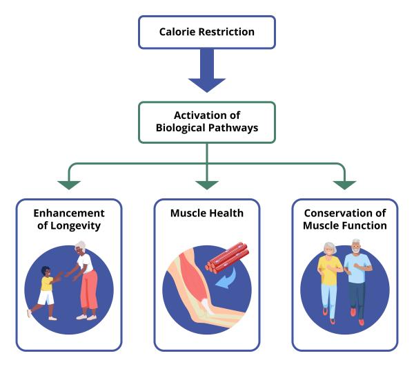 flow chart showing how calorie restriction benefits aging