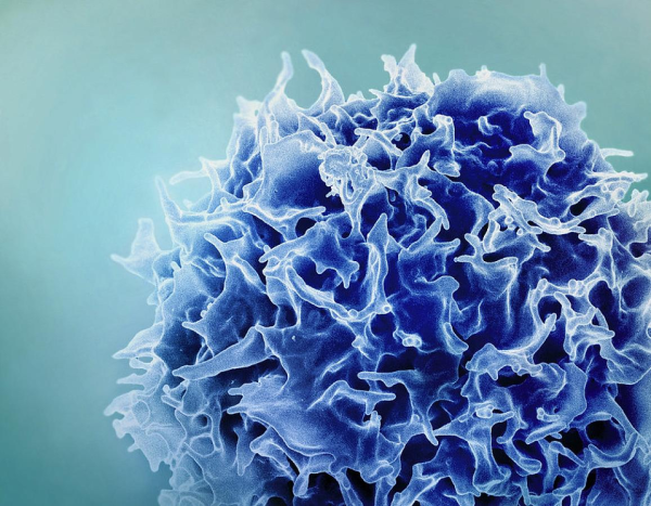 Blue T cell