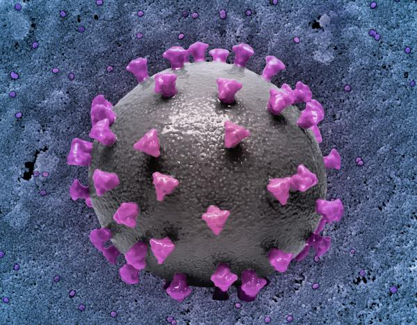 purple spike proteins on a grey sphere