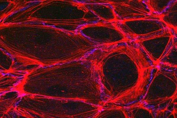 Close-up view of the endothelium, the layer of cells that lines the inside of blood vessels