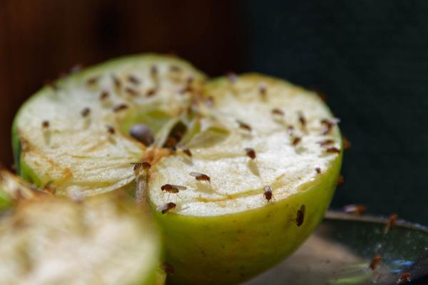 swarm of fruit flies on an apple