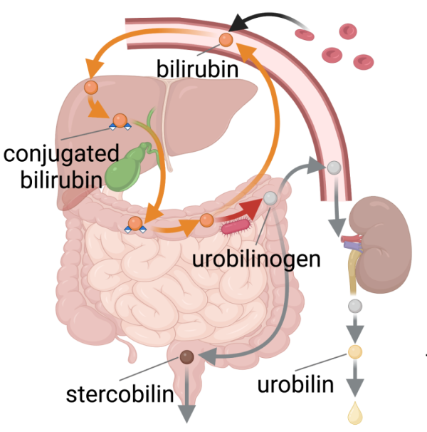 illustration of organs in the abdomen