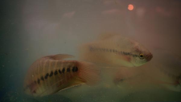 fish swimming in murky water