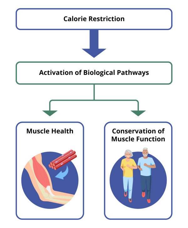 graphic showing healthy muscles and active seniors 