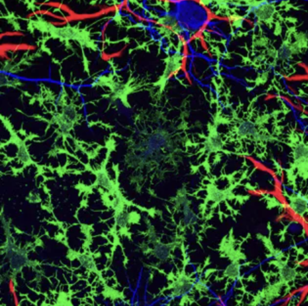 Neurons (blue) rely on multiple types of supportive glial cells (red and green) in order to function properly