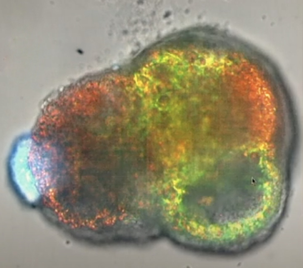 green yellow and orange cellular structure 