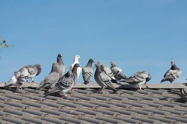 pigeons