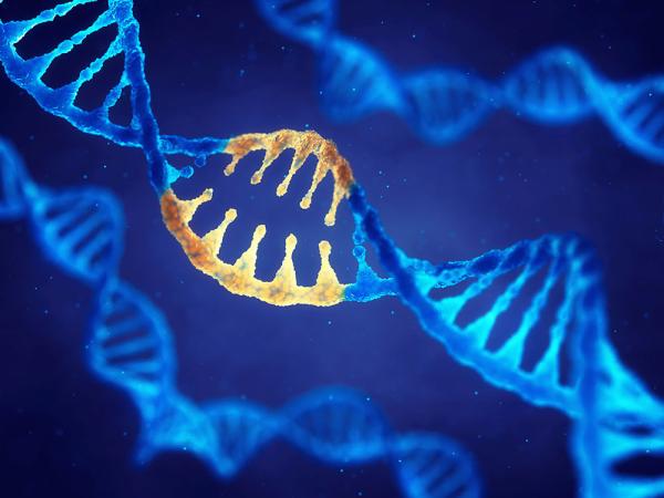 DNA inserted into the middle of a gene