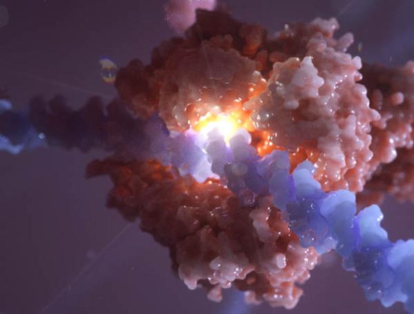 3D representation of RNA polymerase copying a DNA sequence into RNA through transcription