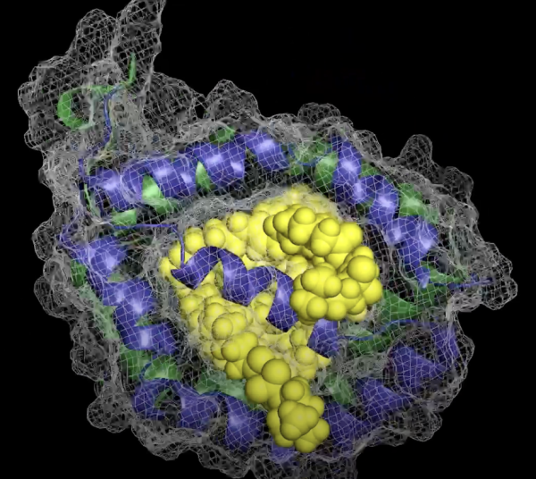 structural diagram of a protein