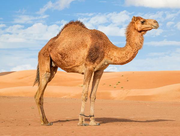camel in the desert
