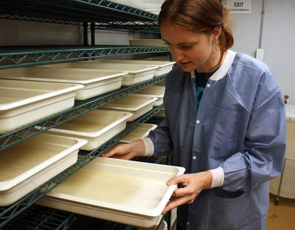 IRP postdoctoral fellow Laura Willen examines a water-filled tray containing mosquito larvae