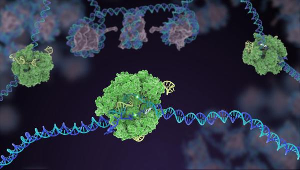 What’s Cooking With CRISPR?