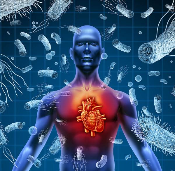 human body with heart highlighted surrounded by bacteria