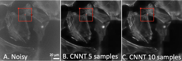Coming into focus. Seen here are mouse embryonic fibroblast cells in increasingly clear resolution. The first (A) is a low-quality noisy image as an input for the model. Images B and C show the improved clarity from the convolutional neural network transformer after it was trained for 30 cycles using five and ten training images, respectively.