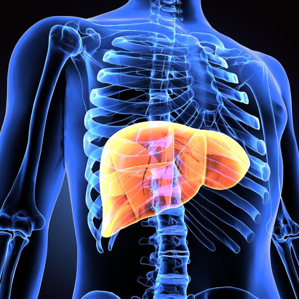 see-through human body with liver highlighted