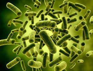 bacteria