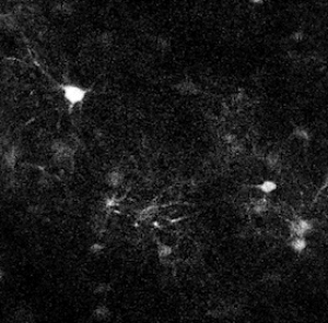 medial entorhinal cortex (MEC) neurons in a mouse's brain firing in real-time