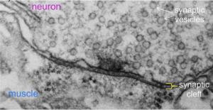 Electron micrograph of a single synaptic junction in the fruit fly Drosophila.