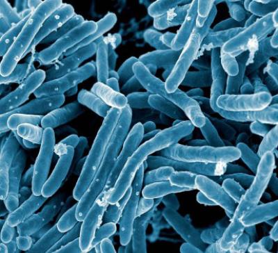 Mycobacterium tuberculosis bacteria, the cause of tuberculosis