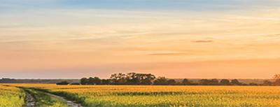 a field at sunset