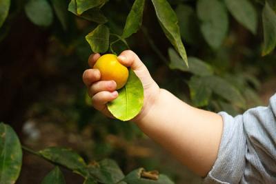 A toddler holds an orange growing on the tree