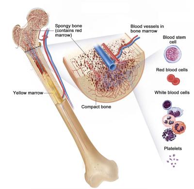 diagram showing how bone marrow produces multiple types of blood cells