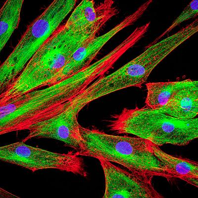 confocal microscopy image of fibroblast cells