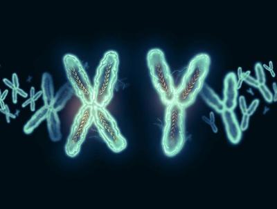 chromosomes shaped like X and Y