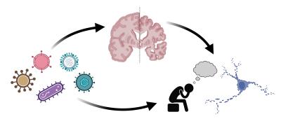 diagram showing relationship between infections and brain health