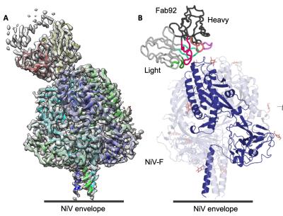 cryo-em image of a protein complex, looks like multicolored spirals