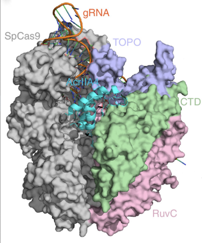 grey green purple and pink cryo em image of a protein