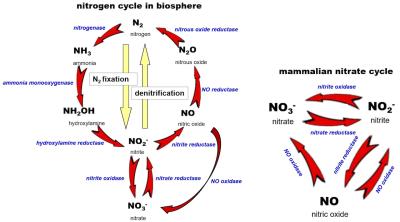 Nitrate as an “NO reservoir” molecule.