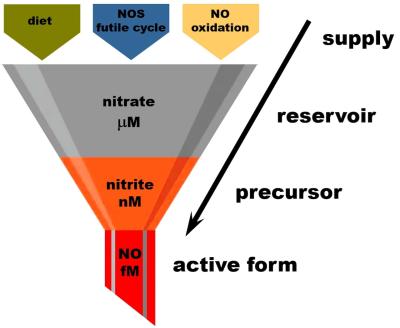 Nitrate as an “NO reservoir” molecule