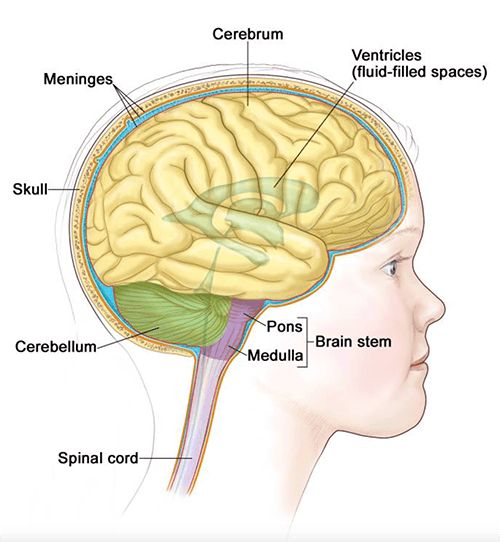 diagram showing parts of the brain and brainstem